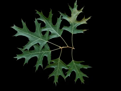Scarlet Oak