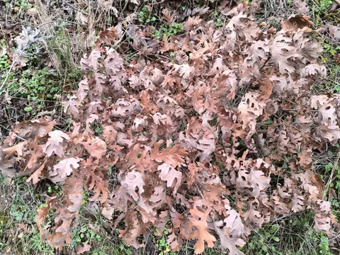 Hungarian Oak