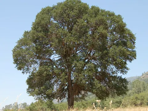 Blue Oak