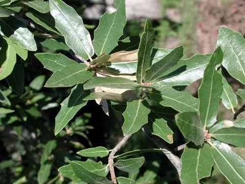 Emory Oak
