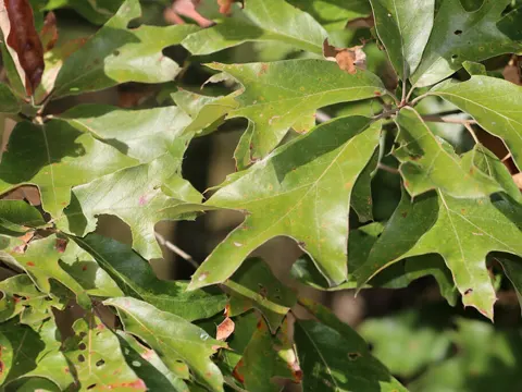 Spanish Oak