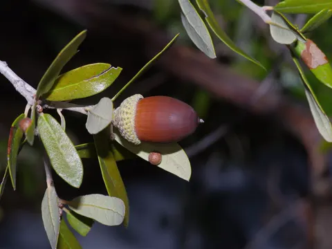 Plateau Live Oak