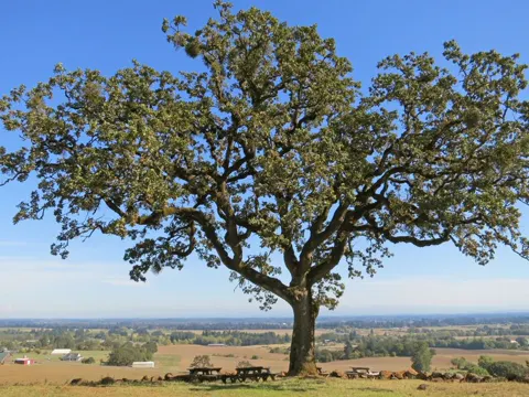 Garry Oak