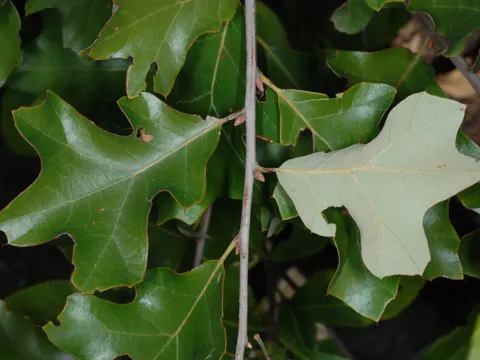 Bear Oak