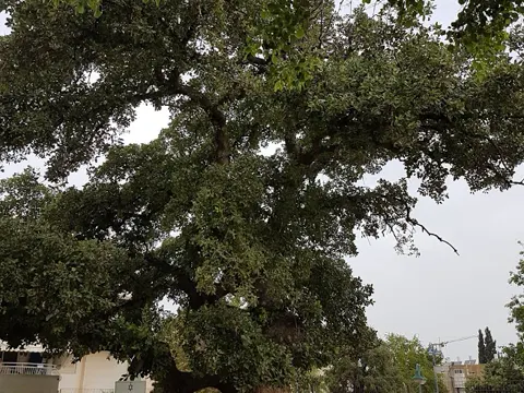 Ithaburensis Oak
