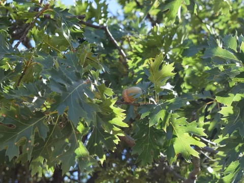 Black Oak