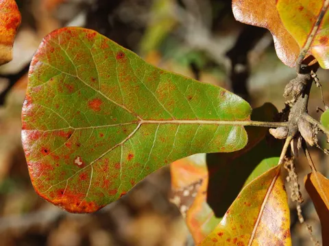 Blackjack Oak