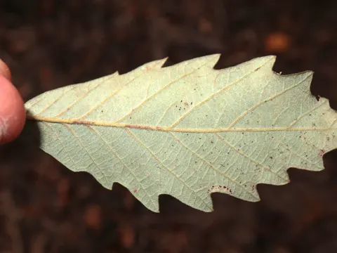 Swamp Chestnut Oak
