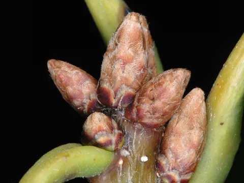 Chestnut Oak