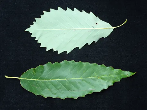 Chinkapin Oak