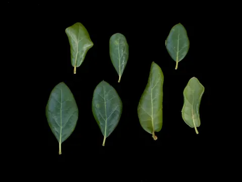 Myrtle Oak
