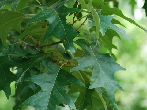 Cherrybark Oak