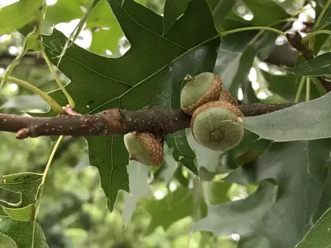 Pin Oak