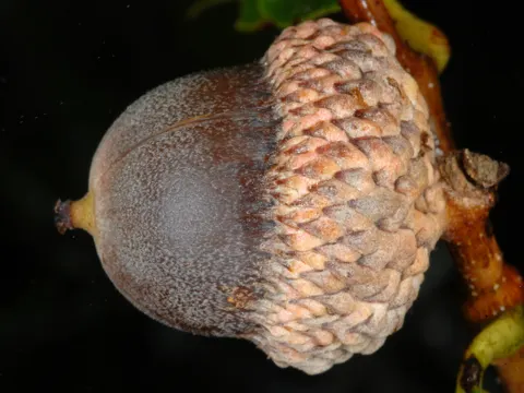 Dwarf Chinkapin Oak