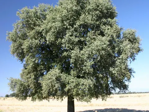 Holm Oak