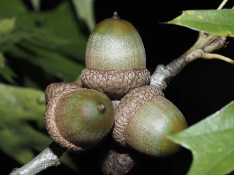 Shumard Oak