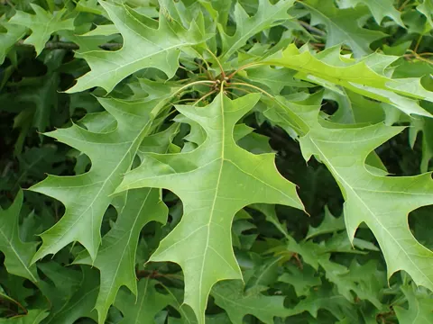 Nuttall's Oak