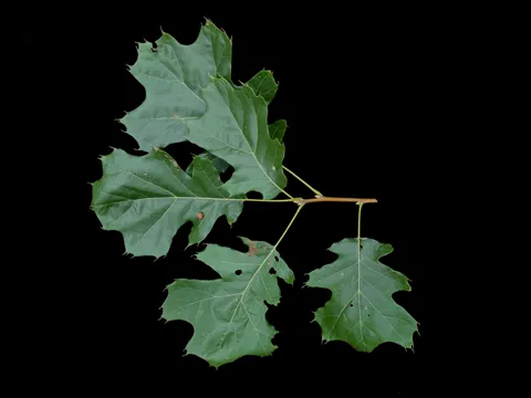 Black Oak