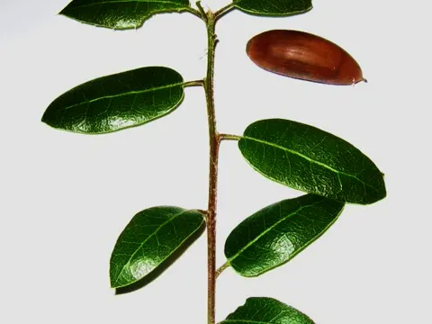 Interior Live Oak