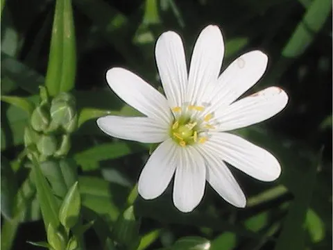 Greater Stitchwort