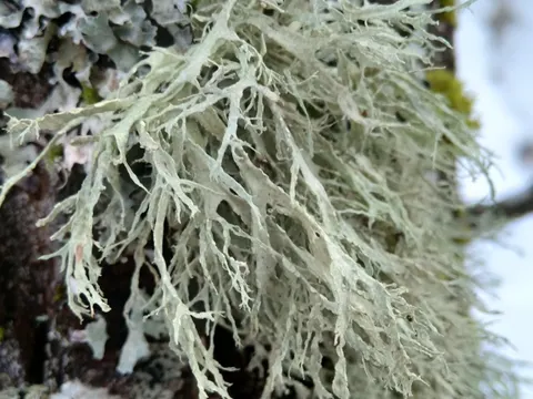 Farinose Cartilage Lichen