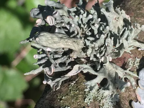 Ramalina Lichen