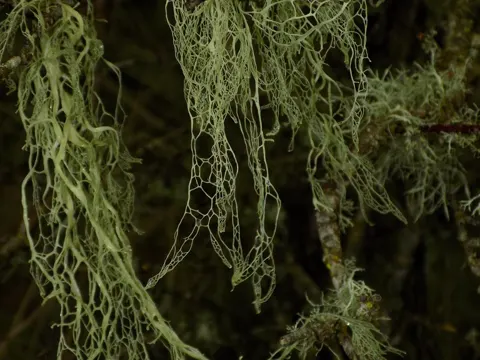 Lace Lichen