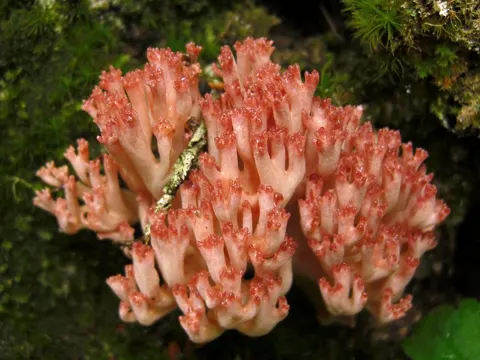 Rosso Coral