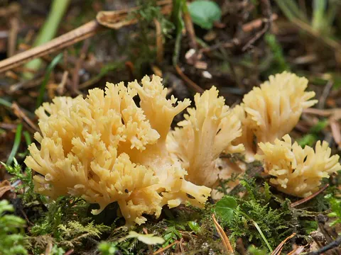 Goat's Beard