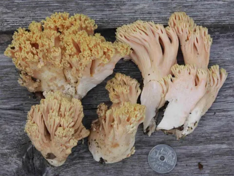 Salmon Coral
