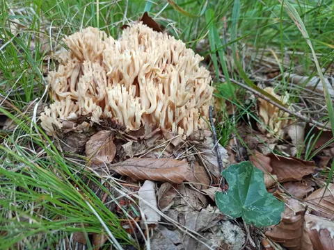 Pale Coral Fungus