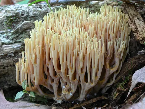 Upright Coral