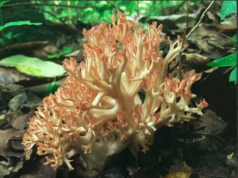 Coral Mushroom