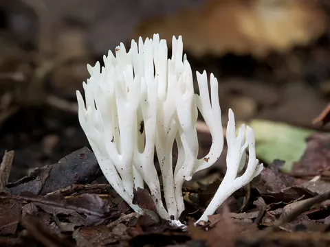 Ivory Coral