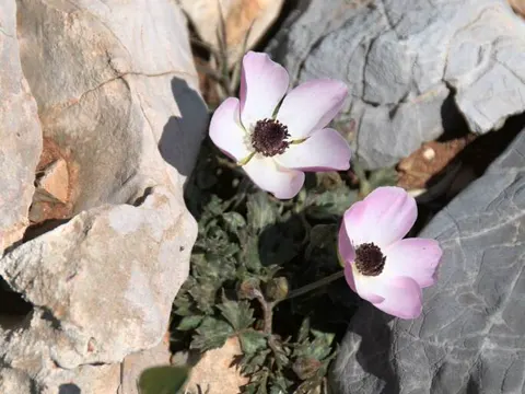 Persian Buttercup