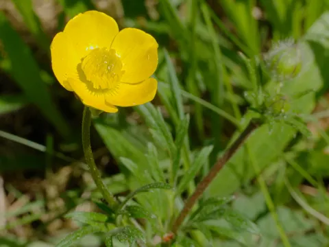 Bulbous Buttercup