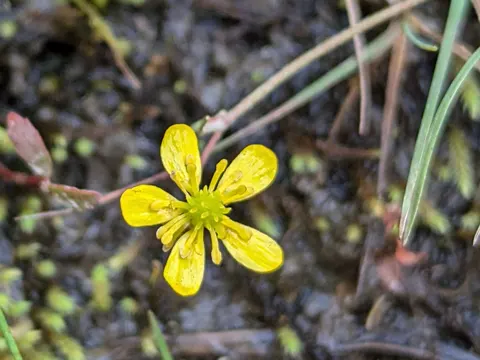 Lesser Spearwort