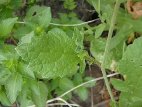 Wild Radish