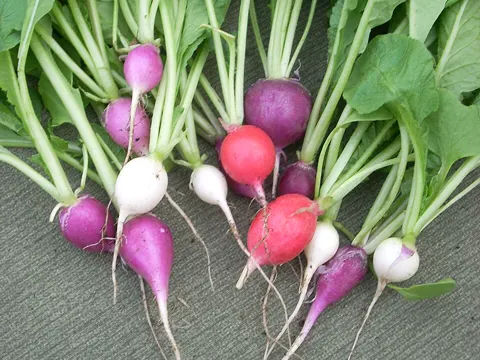 Cultivated Radish