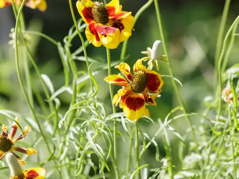 Prairie Coneflower