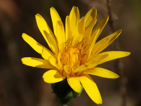 Common Brighteyes