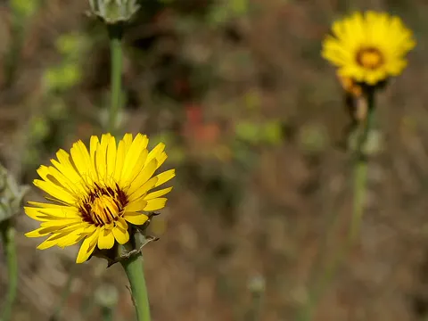 Tangier Sow-thistle (Reichardia tingitana)