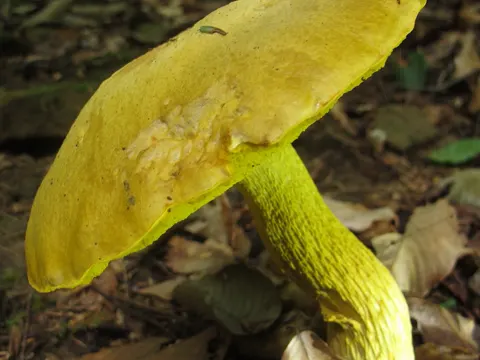 Ornate-stemmed Bolete