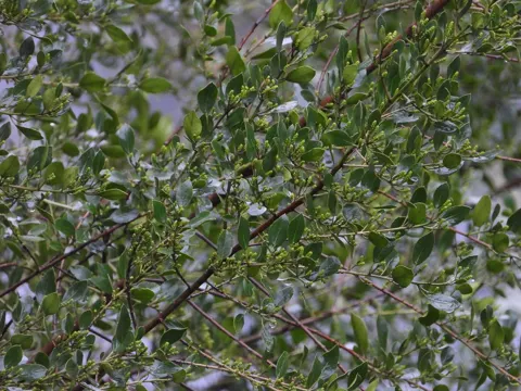 Evergreen Buckthorn