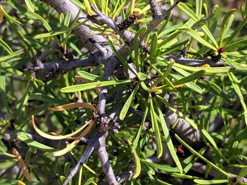 Lycium Buckthorn