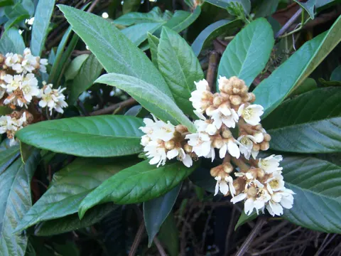 Loquat