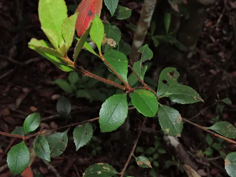 Indian-hawthorn