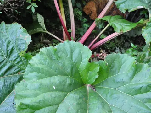 garden rhubarb