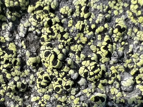Alpine Map Lichen