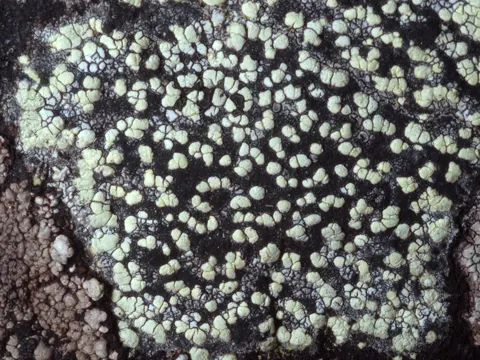 Map Lichen / Geographic Lichen